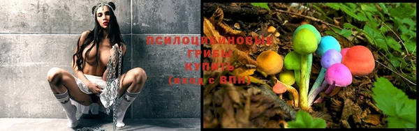 шишки Дмитриев
